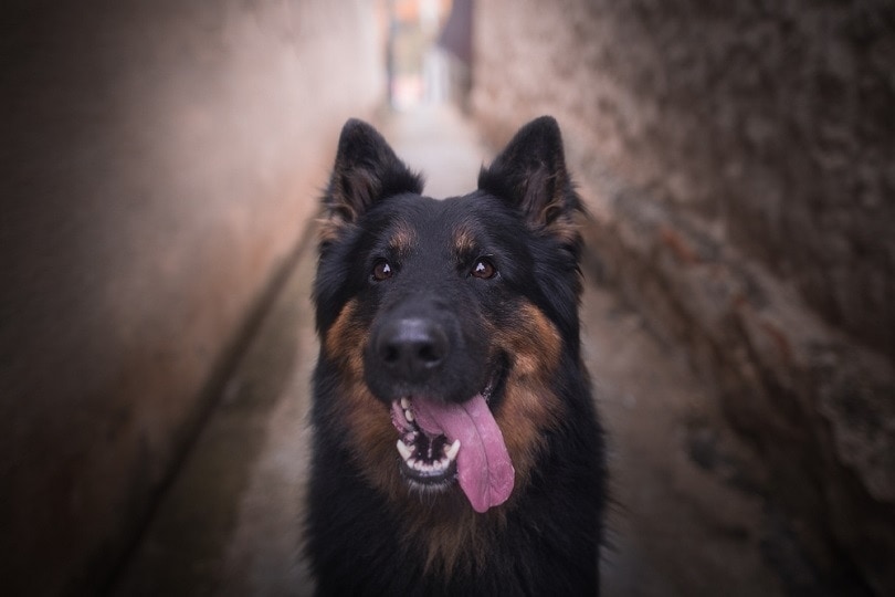 Czech national breed Bohemian Shepherd_moncakk_shutterstock