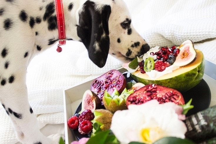 Dalmatian and fruits