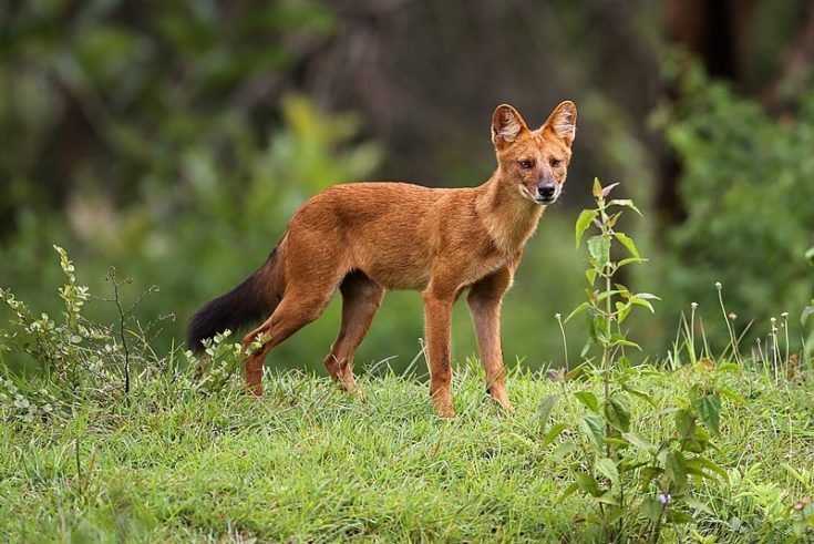 Dhole dog