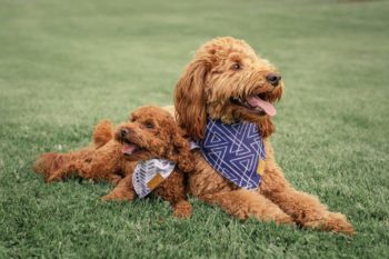 Dog Bandana-Remy+Roo-Amazon