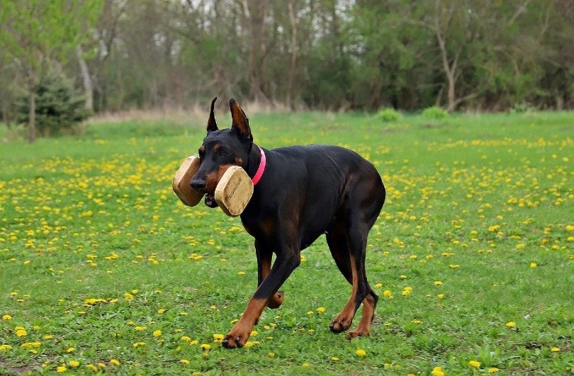 Doberman Pinscher playing