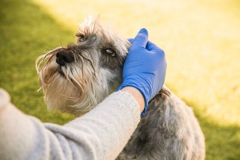 Dog with Vet