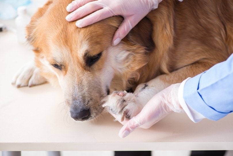 vet checking up golden retriever