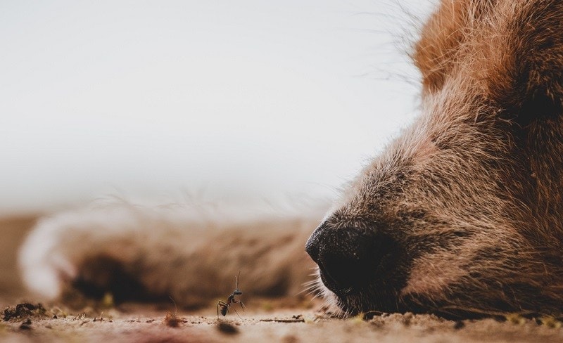 Dog Ant, an old dog lying on the sand_andar_shutterstock