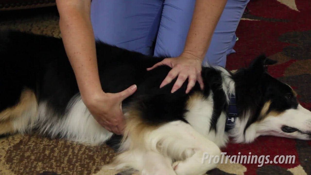 Dog CPR