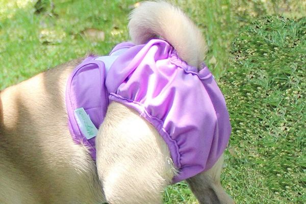 Dog Diapers