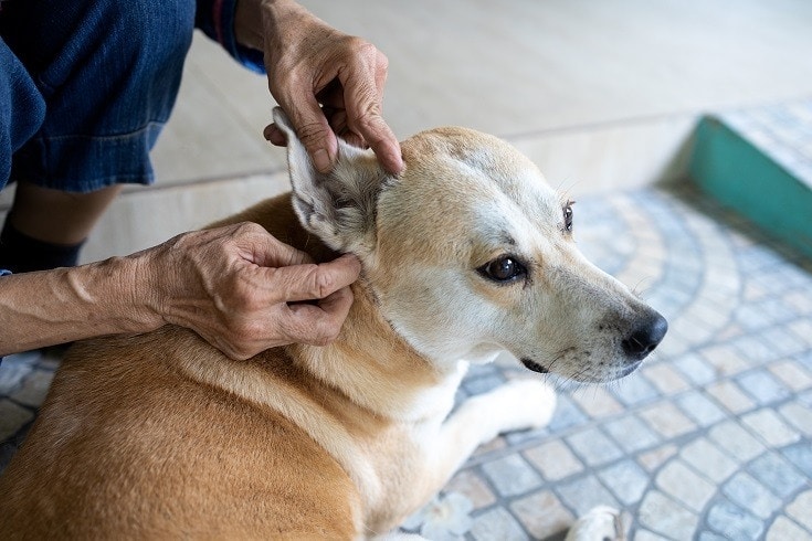Dog Ear Checkup