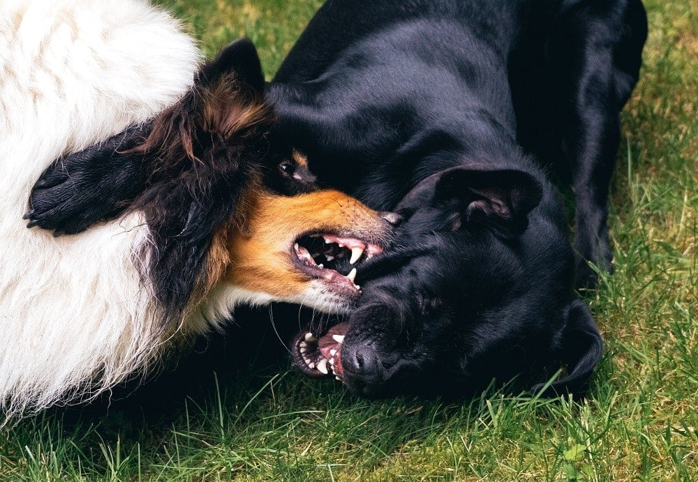 Dog Fighting