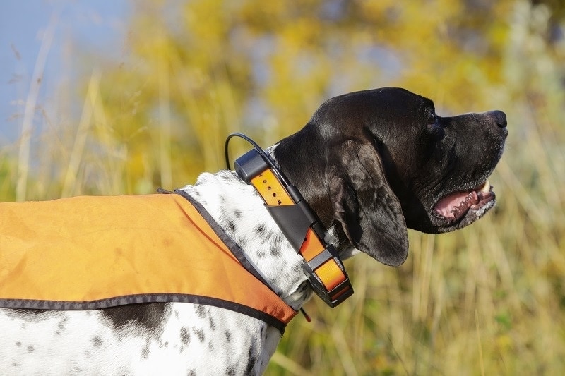 Dog GPS