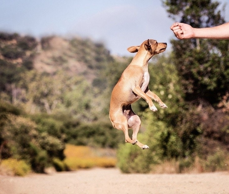 Dog Jumping for Treats
