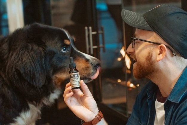 8 Best Probiotics for Dogs - 2026 Reviews & Top Picks | Hepper Pet ... - Dog Food With Prebiotics And Probiotics For Energy