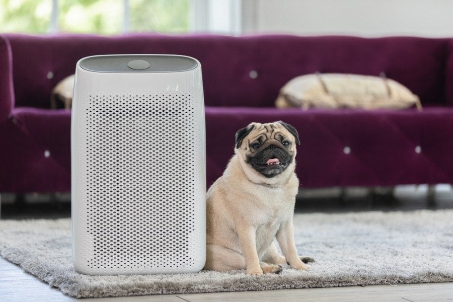 Dog Pug Breed and Air purifier_yuttana jaowattana_shutterstock