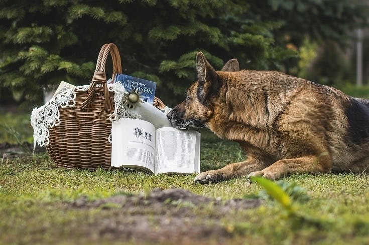 Dog Reading Books