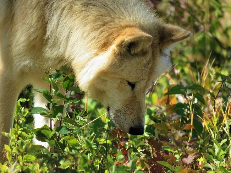 Dog Smelling
