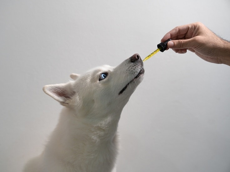 Dog Taking CBD Hemp Oil