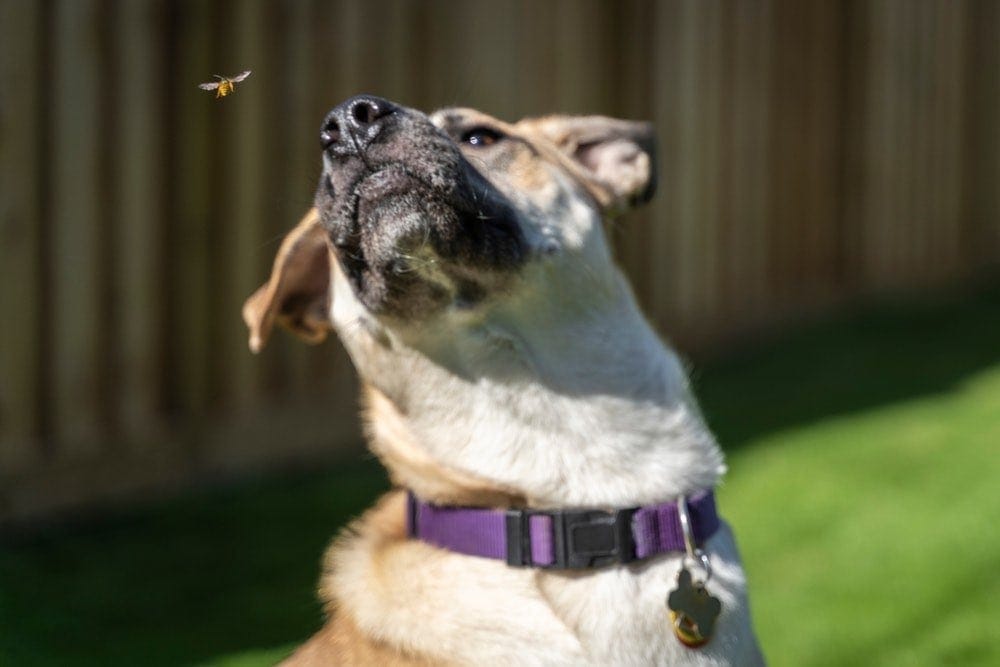 Dog and bee
