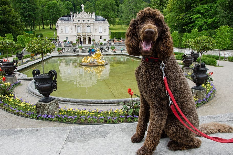 Dog at German European Palace