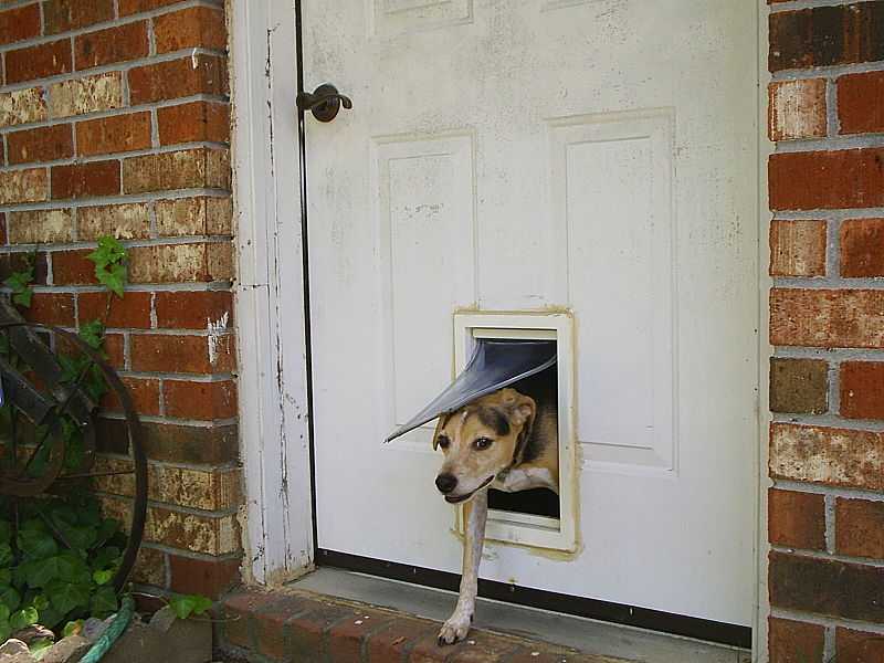 Dog door