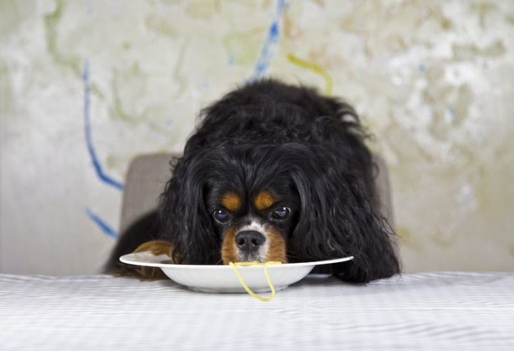 Dog eating spaghetti