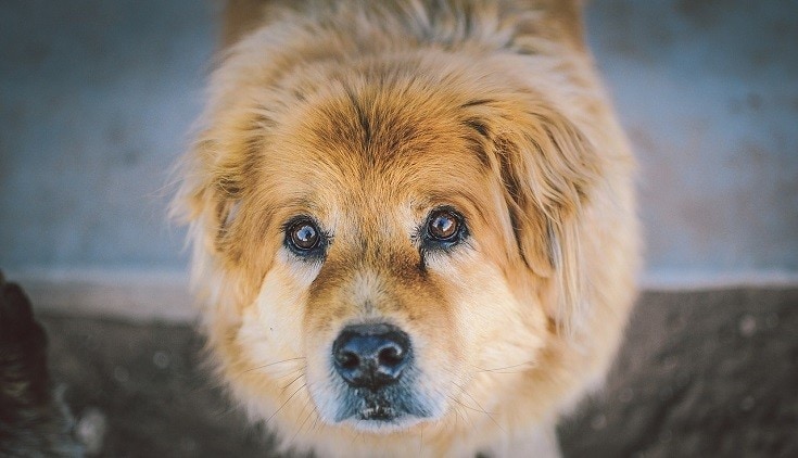 Dog eyes