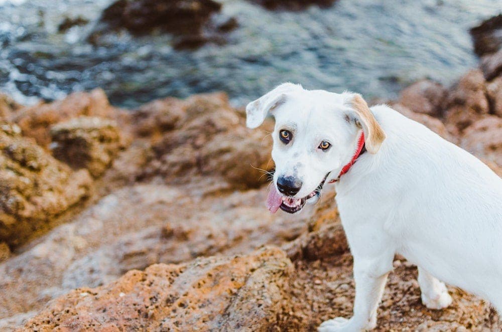 Dog in Crete