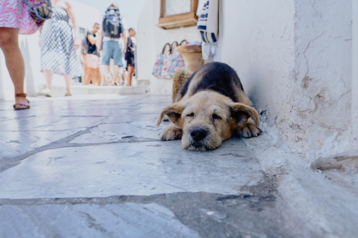 Dog in Oia, Greece