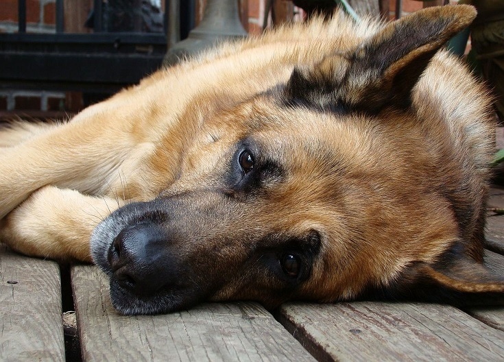 Dog in Pain