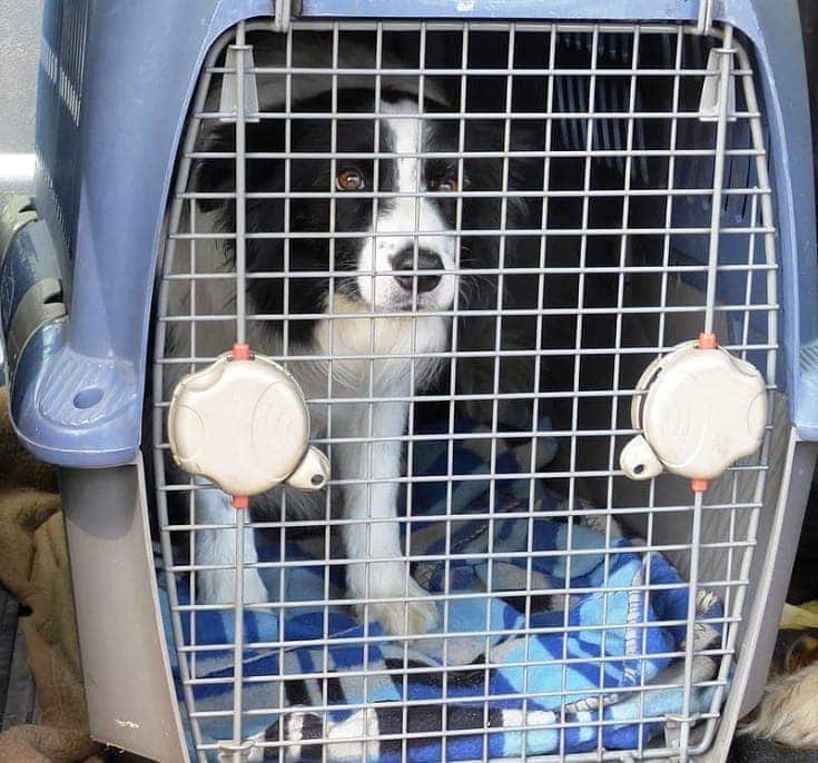 Dog in blue plastic crate