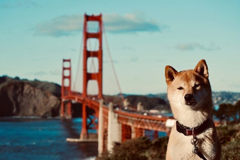 Dog in front of Golden Gate Bridge_katrina natori_shutterstock