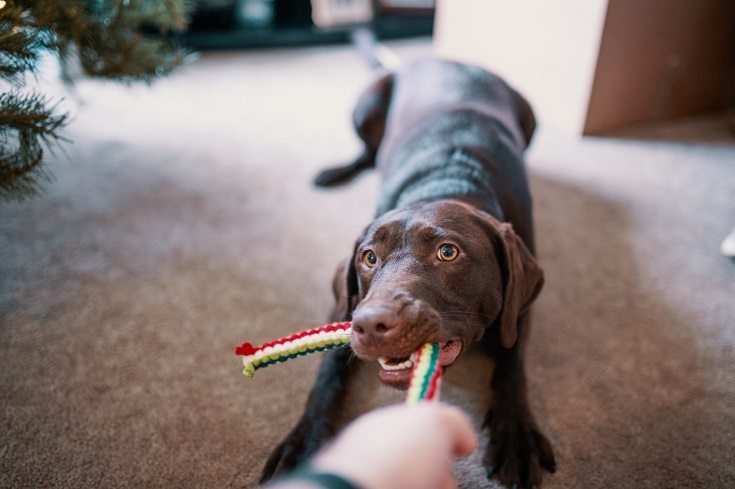 dog pulling toy playing