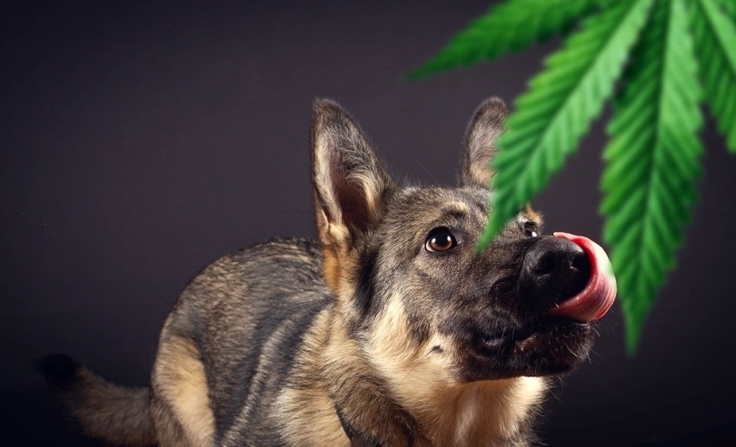Dog sniffing a leaf of marijuana_sandis_sveicers_shutterstock