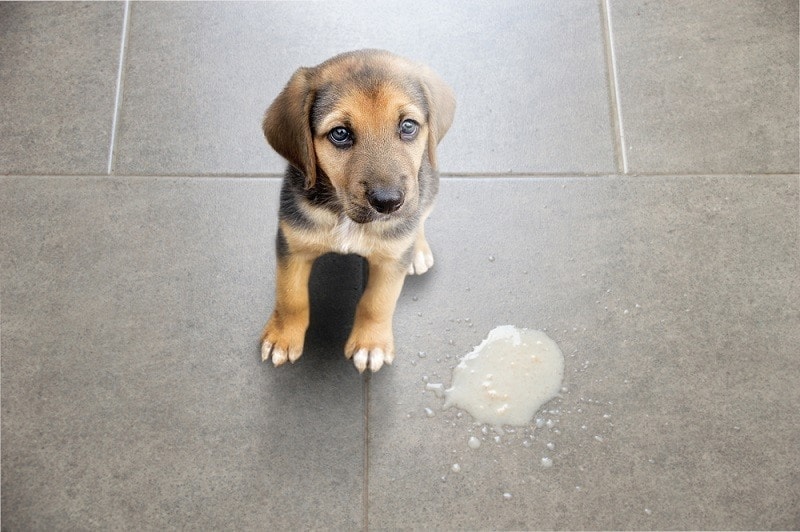 Dog vomit in the living room on the floor_cunaplus_shutterstock
