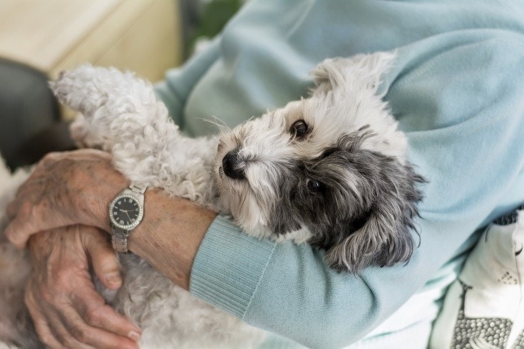 Dog with Senior