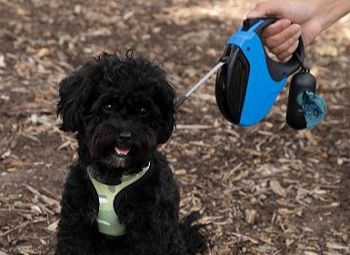 Doggie Poop Bag