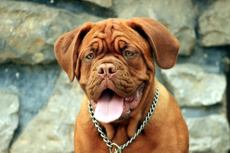 Dogue de Bordeaux face close up