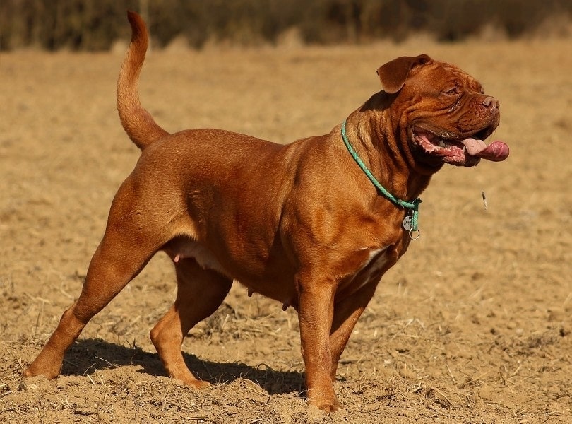 Dogue de Bordeaux outdoors