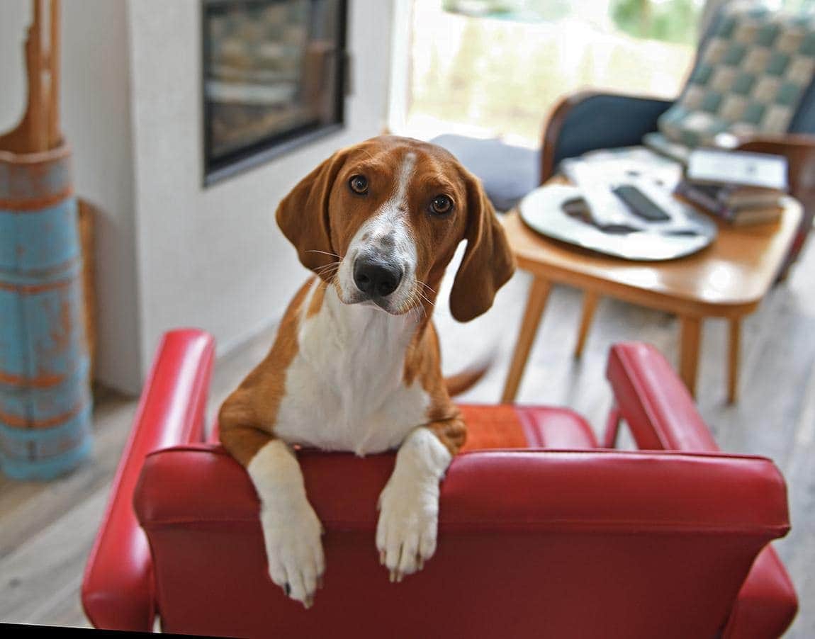Drever on the chair