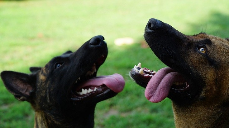 Dutch and Belgian Shepherd