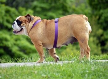 English Bulldog Brush