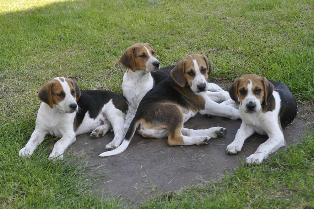 English Foxhound puppies