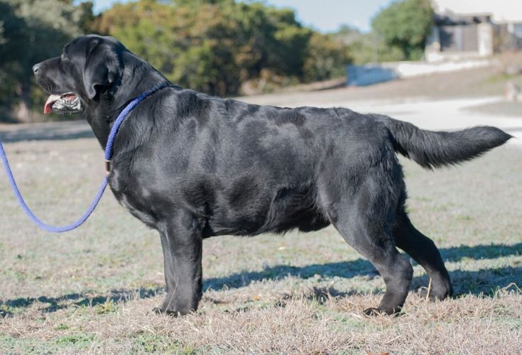 English Labrador