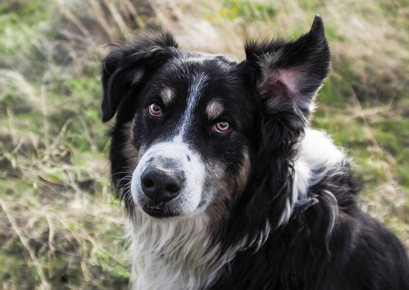 English Shepherd at full attention_Robert F Apple_shutterstock