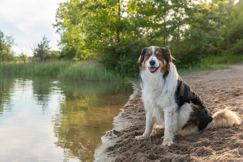 English Shepherd at lake_Jennifer McCallum_shutterstock
