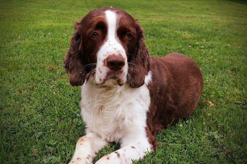 English Springer Spaniel lying on grass