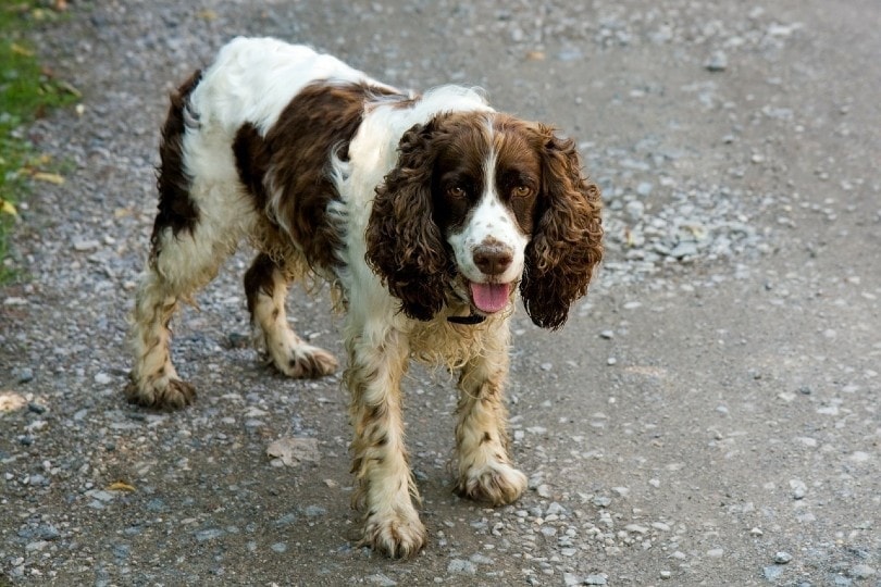 English Springer Spaniel standing on ground