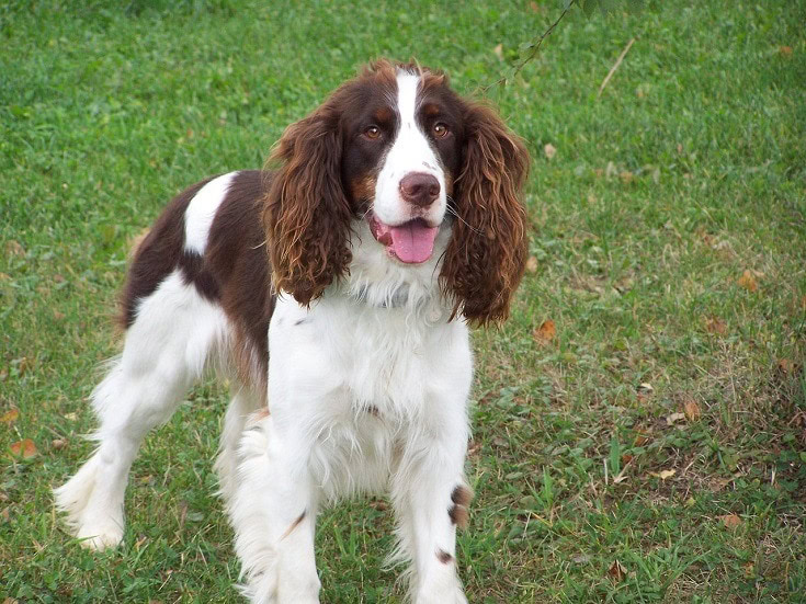 English Springer Spaniel standing