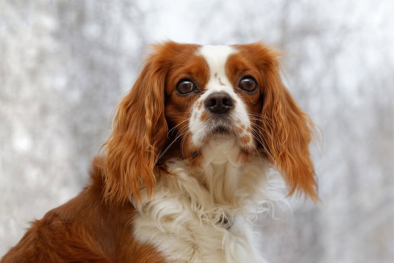 English Toy Spaniel