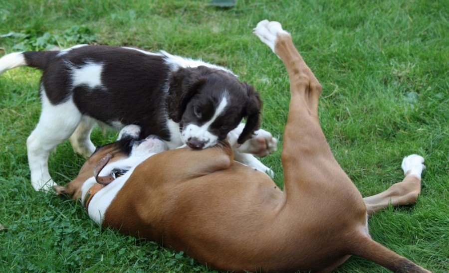 English springer spaniel and Boxer puppies playing