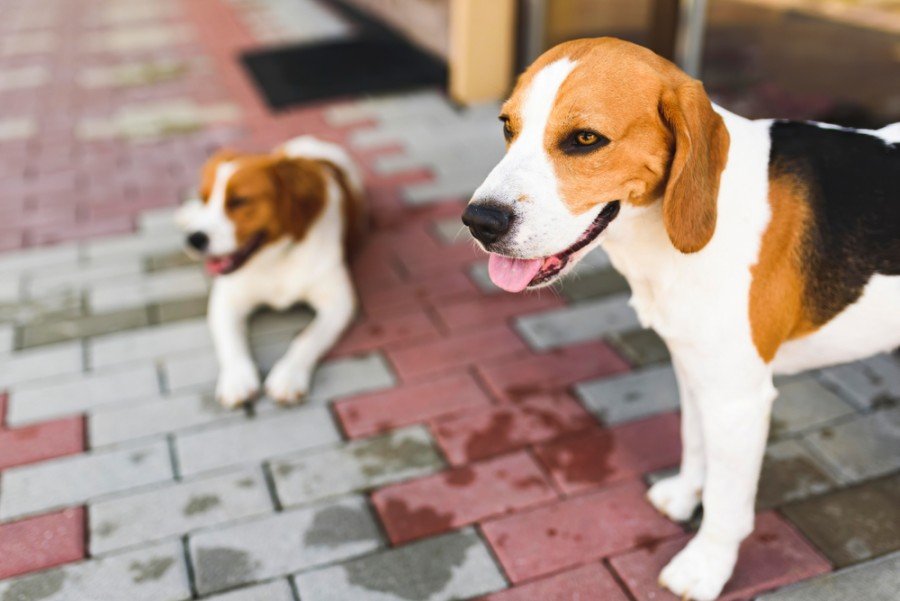 Epagneul Breton, Brittany Spaniel and Beagle dog_Przemek Iciak_shutterstock