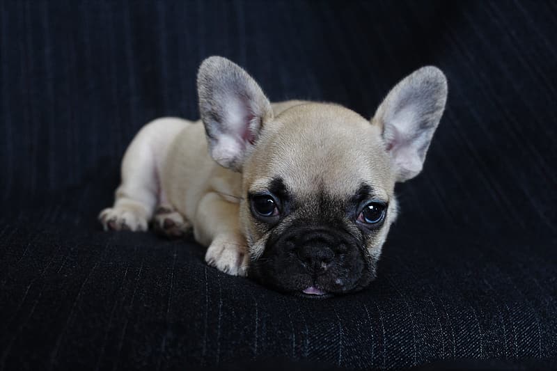 Fawn French Bulldog Puppy